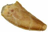 Serrated Raptor Tooth - Real Dinosaur Tooth #333384-1